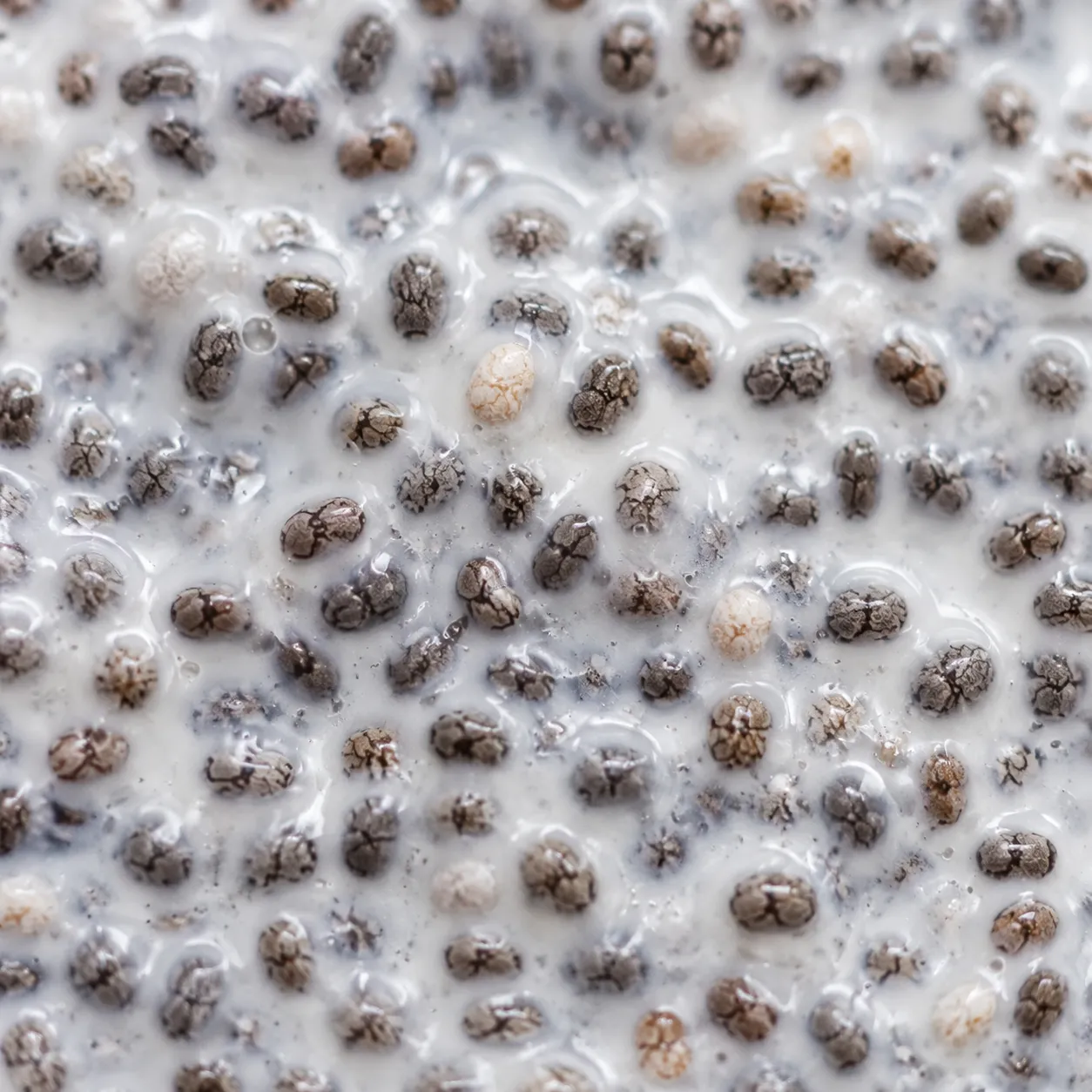 Close-up of chia seeds blooming in almond milk for homemade chia pudding