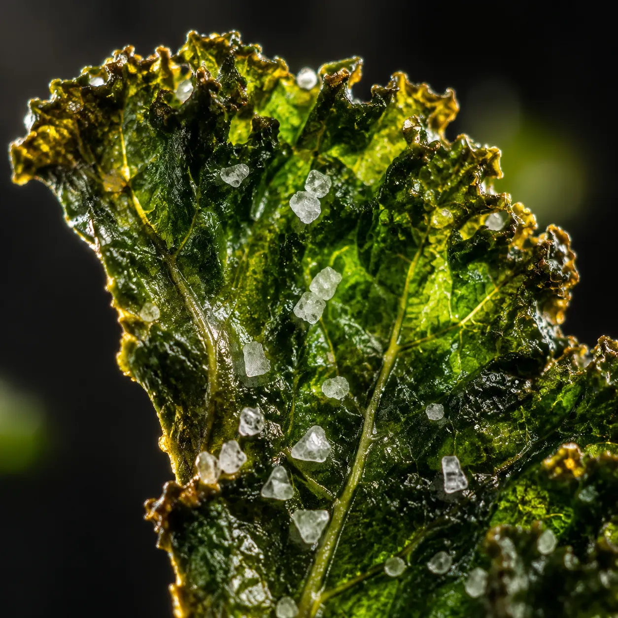 Macro close-up of a crispy kale chip with sea salt and olive oil sheen